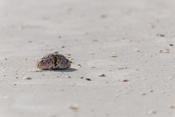 Box Crab