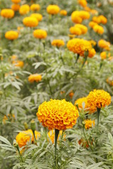  Orange marigold flowers