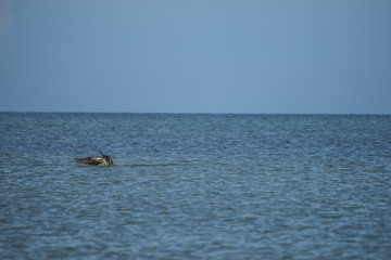 Obraz premium Sea Osprey