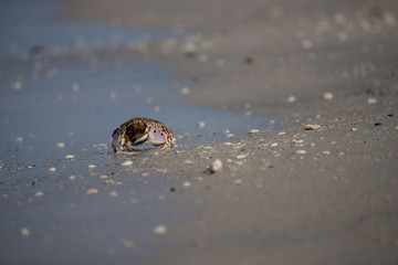 Box Crab