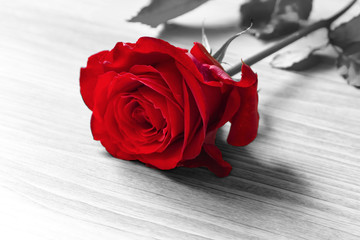 Part color. Roses on the table.  パートカラー。テーブルの上のバラ