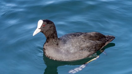 Black duck swim near seaport in Sochi, Russia.