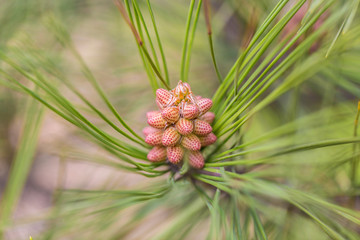 Outdoor spotted pine tree closeup,Pinus thunbergii Parl.