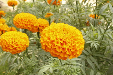 Orange Marigold flower, Tagetes erecta, Mexican marigold, Aztec marigold, African marigold isolated on green bokeh background