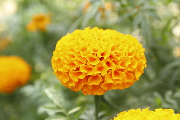 Summer background with Marigold flowers