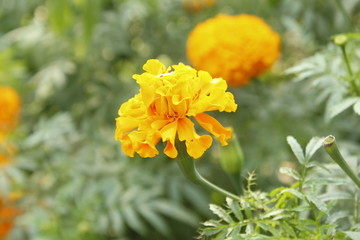 Orange Marigold flower, Tagetes erecta, Mexican marigold, Aztec marigold, African marigold isolated on green bokeh background