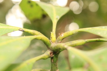 Obraz premium Mango flower