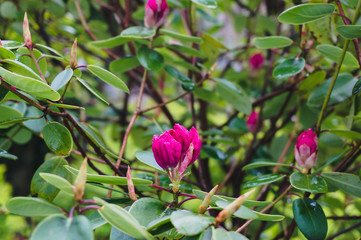 Close up of bright pink camellia flower on the tree branch in the garden
