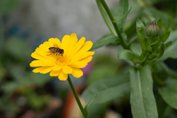 A honey bee collecting nectar from yellow blossom calendula during spring season