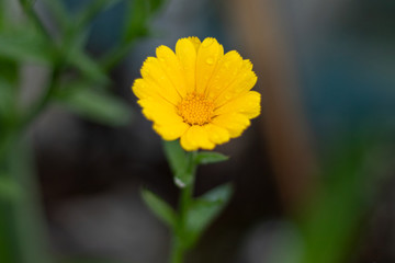 Yellow Calendula flower in full bloom during spring season