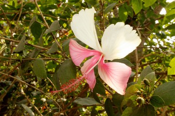 Rare pink and white hibiscus
