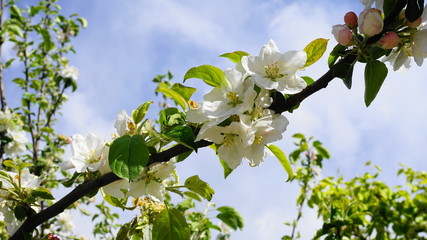 Beautiful and delicate apple flowers in the morning sun close up.  Apple blossom. Spring background.