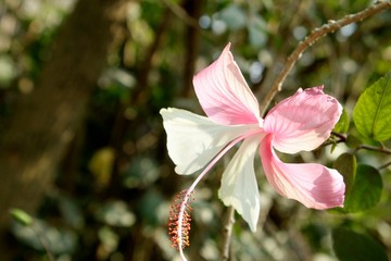 Closeup of Pink and white hibiscus flower 