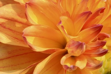 Orange and violet dahila flower petals background
