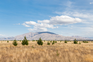 pine trees growing on grassy plains at Canterbury region of South Island, New Zealand