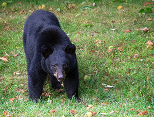 American black bear, Ursus americanus, eatting chestnuts found in a field