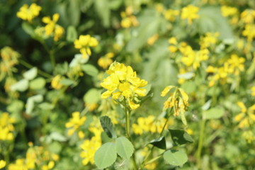  Fresh Green Fenugreek (Trigonella foenum-graecum) field , Fenugreek also known as Greek hay, Greek clover, bird's foot, fenugrec, hu lu ba, trigonella and bockshornklee.