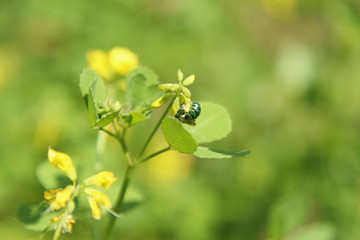 Cuckoo wasp or emerald wasp on Yellow Fenugreek (Trigonella foenum-graecum) Flowers.