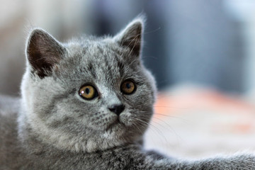 A blue British kitten lying on a white blanket.  A Blue British kitten lying on a bed. 