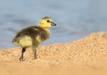 Baby Gosling Walking on a Sandy Beach