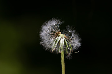 Close up of isolated dandelion blow ball