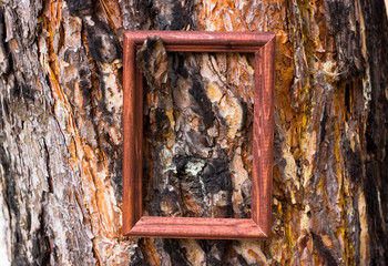 Wooden brown frame on pine bark background. The center of the frame in focus, natural light