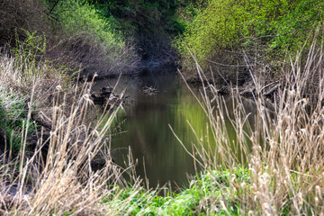 Reflection of Trees in a Calm Stream with Debris in the Middle