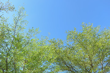 green leaf branchs of big tree in nature