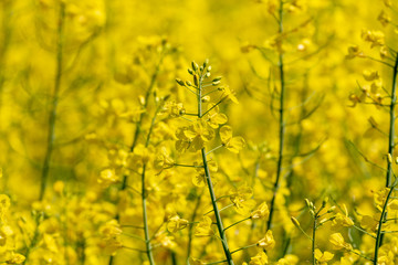 Obraz premium Close up of yellow blooming rape plants