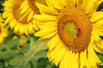 bee on sunflower pollen