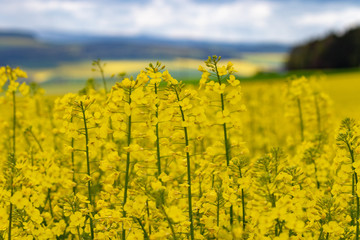 Obraz premium field of oilseed rape