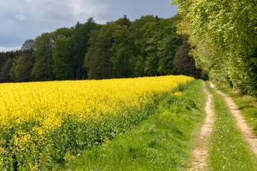 Yellow blooming rape field beside a forest in may 