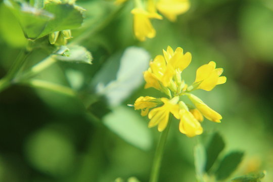  Fresh Green Fenugreek (Trigonella foenum-graecum) field , Fenugreek also known as Greek hay, Greek clover, bird's foot, fenugrec, hu lu ba, trigonella and bockshornklee.