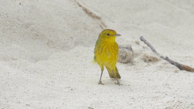 Yellow warbler on the beach
