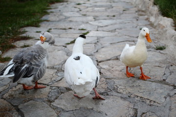 goose on the road