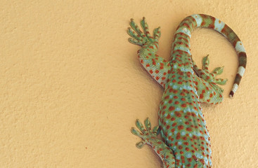 Close up Tokay Gecko is on The Wall