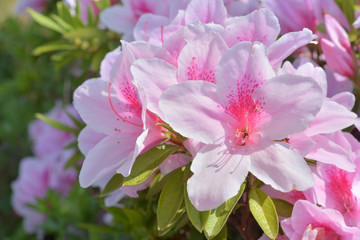 ピンクのツツジ