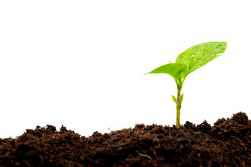 young plant in soil isolated on white background