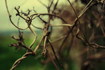 branches