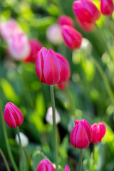 Fototapeta premium Various Color Tulips in Garden