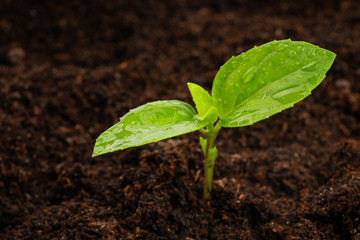 young plant in soil isolated on white background