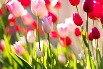 Various Color Tulips in Garden