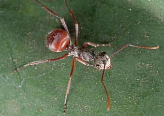 Macro Photo of Ant on Green Leaf
