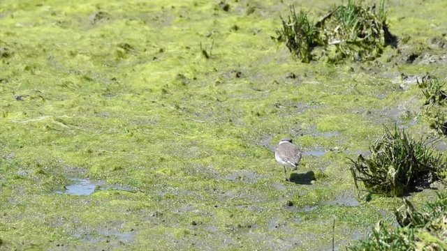 HD Video of one killdeer scurrying along dried marsh with fresh moss covering, looking for food. The killdeer's common name comes from its often heard call