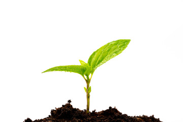 young plant in soil isolated on white background
