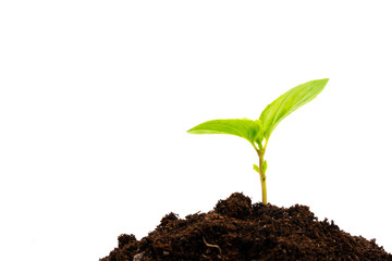young plant in soil isolated on white background