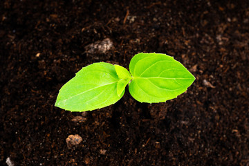 young plant in soil isolated on white background