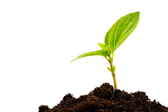 Young Plant In Soil Isolated On White Background