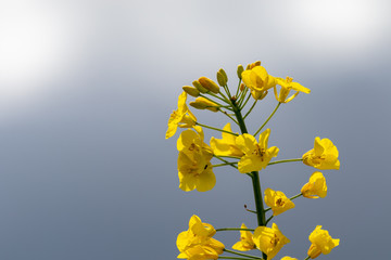 Fototapeta na wymiar Close up of yellow blooming rape plant