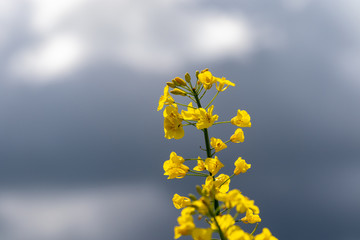 Yellow blooming rape plant in front of the sky